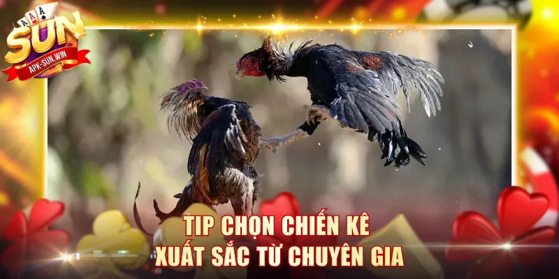 Luật Cá Cược Đá Gà Sunwin Dễ Hiểu Và Đơn Giản Nhất 2 Tip chọn chiến kê xuất sắc từ chuyên gia